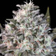 Семена конопли Space Cookies fem. Paradise Seeds 