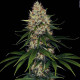 Семена конопли Space Cookies fem. Paradise Seeds 