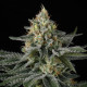 Насіння коноплі Sunset Paradise fem. Paradise Seeds