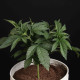 Насіння коноплі Sunset Paradise fem. Paradise Seeds