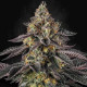 Насіння коноплі Sunset Paradise fem. Paradise Seeds