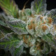 Насіння коноплі Sweetopia fem. Paradise Seeds