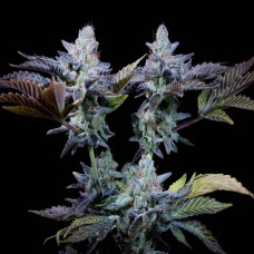 Sweetopia feminised (Paradise Seeds)