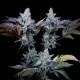 Насіння коноплі Sweetopia fem. Paradise Seeds