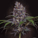 Насіння коноплі Sweetopia fem. Paradise Seeds