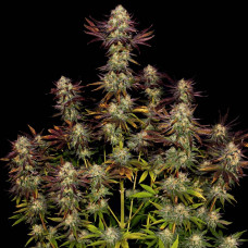 Tangerine Sorbet feminised (Paradise Seeds)