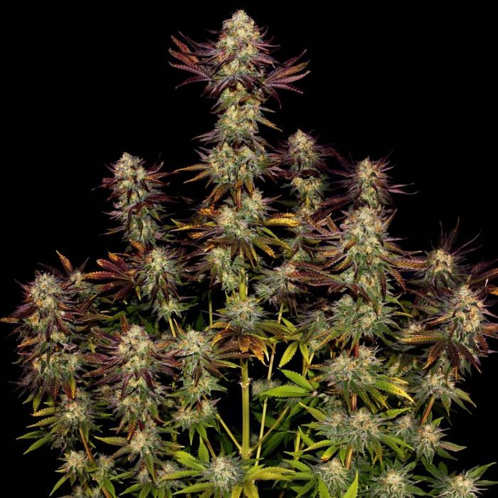 Насіння коноплі Tangerine Sorbet fem. Paradise Seeds