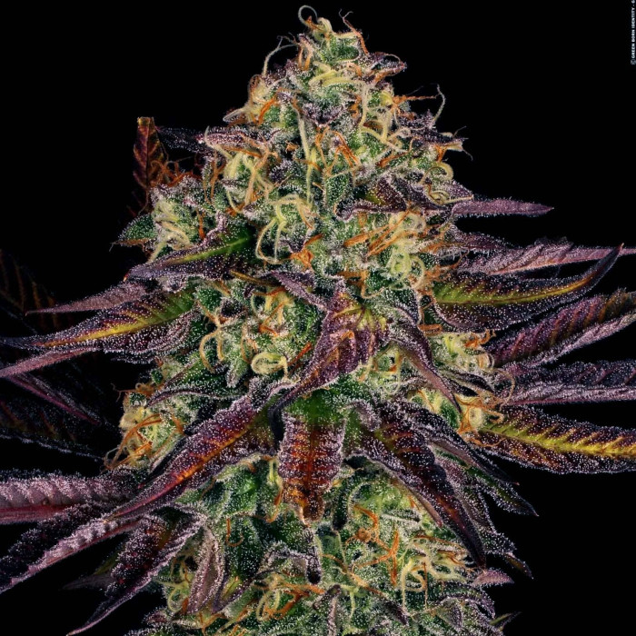 Насіння коноплі Tangerine Sorbet fem. Paradise Seeds