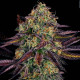 Насіння коноплі Tangerine Sorbet fem. Paradise Seeds