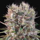 Насіння коноплі Wappa fem. Paradise Seeds
