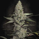 Насіння коноплі Wappa fem. Paradise Seeds