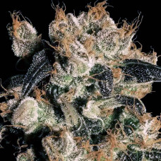 White Berry feminised (Paradise Seeds)