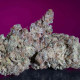 Семена конопли White Noise fem. Paradise Seeds 