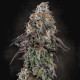 Семена конопли White Noise fem. Paradise Seeds 