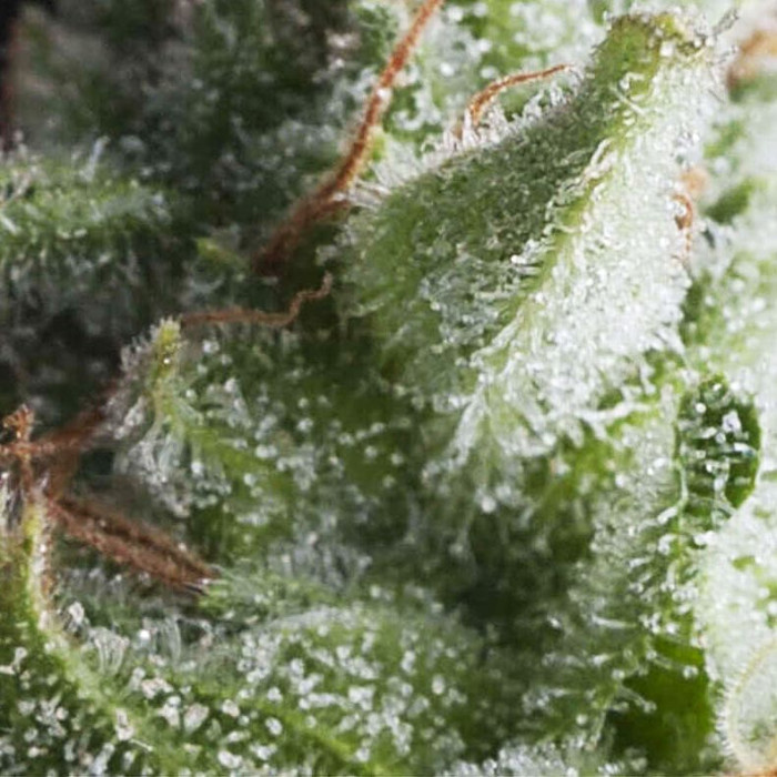 Семена конопли Shark autofem. Pyramid Seeds