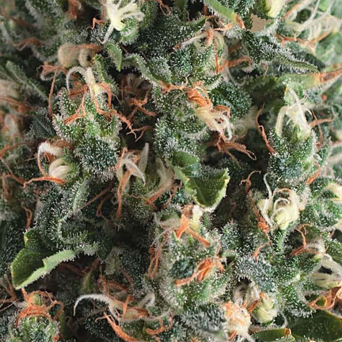 Насіння коноплі Super OG Kush autofem. Pyramid Seeds