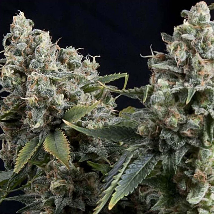 Насіння коноплі Tutankhamon autofem. Pyramid Seeds