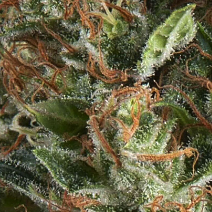 Семена конопли Wembley autofem. Pyramid Seeds