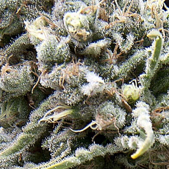 Семена конопли White Widow autofem. Pyramid Seeds