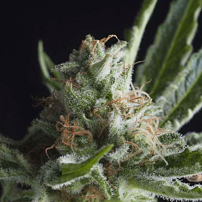 Семена конопли Shark CBD fem. Pyramid Seeds