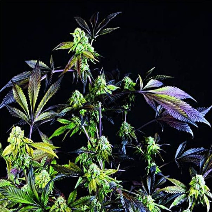 Семена конопли Sunset Sherbet fem. Pyramid Seeds