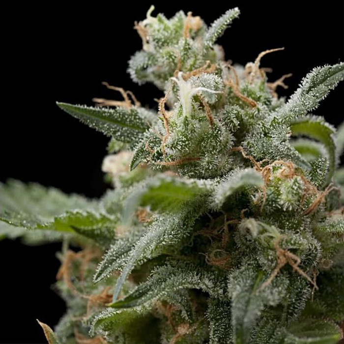 Семена конопли Super Hash fem. Pyramid Seeds