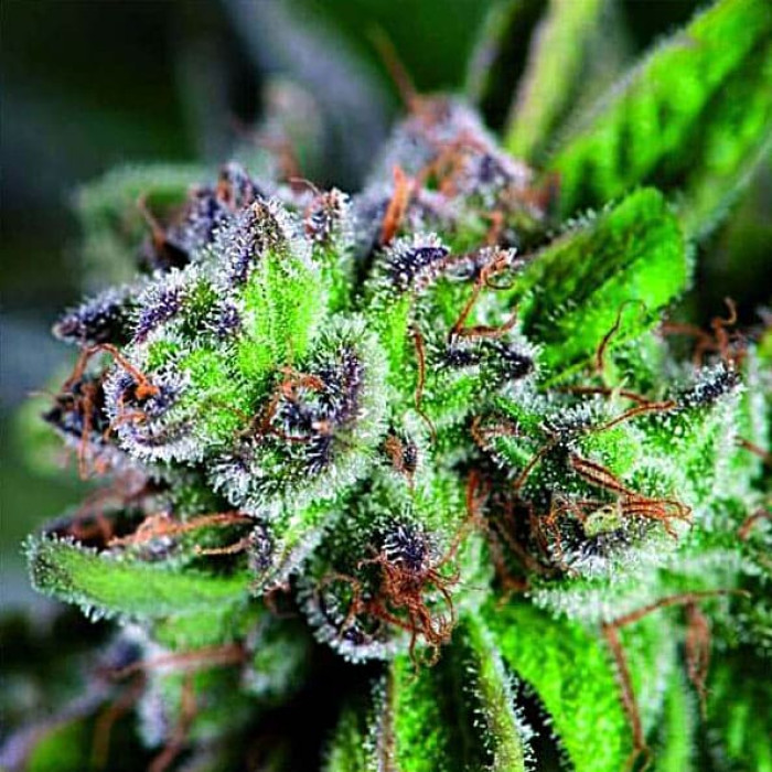 Насіння коноплі Watermelon Zkittlez fem. Pyramid Seeds