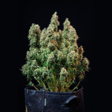Amnesia Haze auto feminised (Royal Queen Seeds)