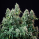 Семена конопли Amnesia Haze autofem. Royal Queen Seeds