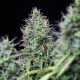 Семена конопли Amnesia Haze autofem. Royal Queen Seeds