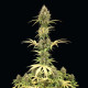 Семена конопли Amnesia Haze autofem. Royal Queen Seeds