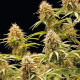 Семена конопли Amnesia Haze autofem. Royal Queen Seeds