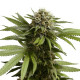 Семена конопли Apple Fritter autofem. Royal Queen Seeds