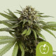 Семена конопли Apple Fritter autofem. Royal Queen Seeds