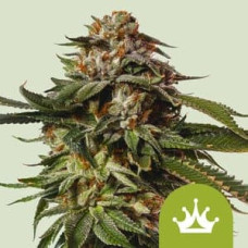 Special Queen 1 auto feminised (Royal Queen Seeds)