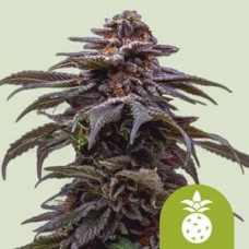 Tropicana Cookies Purple auto feminised (Royal Queen Seeds)