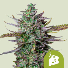 Blue Cheese auto feminised (Royal Queen Seeds)