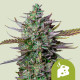 Семена конопли Blue Cheese autofem. Royal Queen Seeds