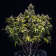 Семена конопли Blue Cheese autofem. Royal Queen Seeds