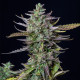 Семена конопли Blue Cheese autofem. Royal Queen Seeds