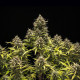 Семена конопли Blue Cheese autofem. Royal Queen Seeds