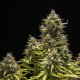 Семена конопли Blue Cheese autofem. Royal Queen Seeds