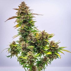 Bubble Kush auto feminised (Royal Queen Seeds)