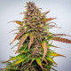 Семена конопли Bubble Kush autofem. Royal Queen Seeds