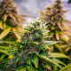 Семена конопли Bubble Kush autofem. Royal Queen Seeds