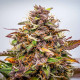 Семена конопли Bubble Kush autofem. Royal Queen Seeds