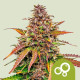 Семена конопли Bubble Kush autofem. Royal Queen Seeds