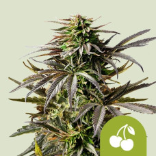 Cherry Pie auto feminised (Royal Queen Seeds)