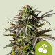 Насіння коноплі Cherry Pie autofem. Royal Queen Seeds