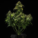Насіння коноплі Cherry Pie autofem. Royal Queen Seeds